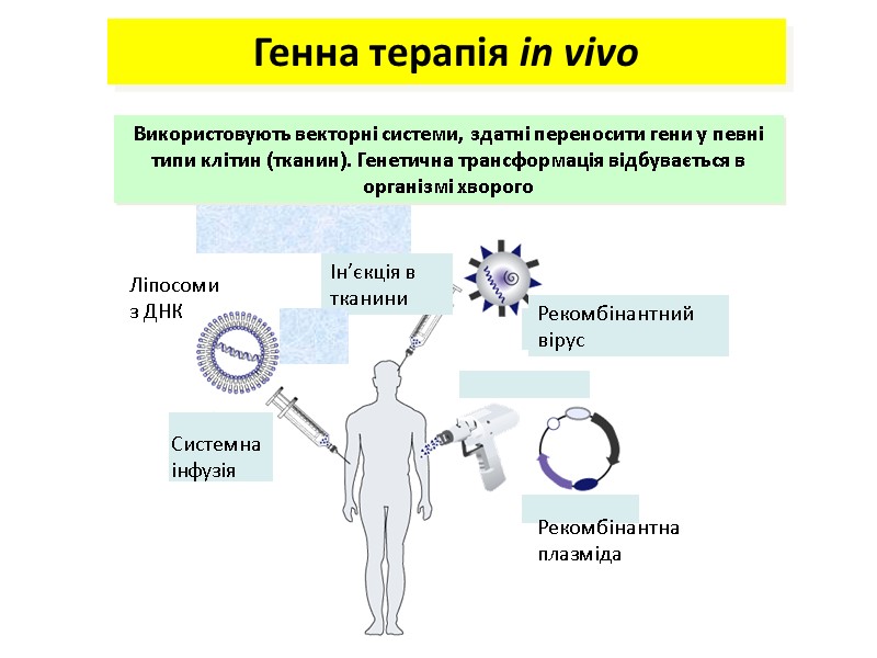 Використовують векторні системи, здатні переносити гени у певні типи клітин (тканин). Генетична трансформація відбувається Використовують векторні системи, здатні переносити гени у певні типи клітин (тканин). Генетична трансформація відбувається
